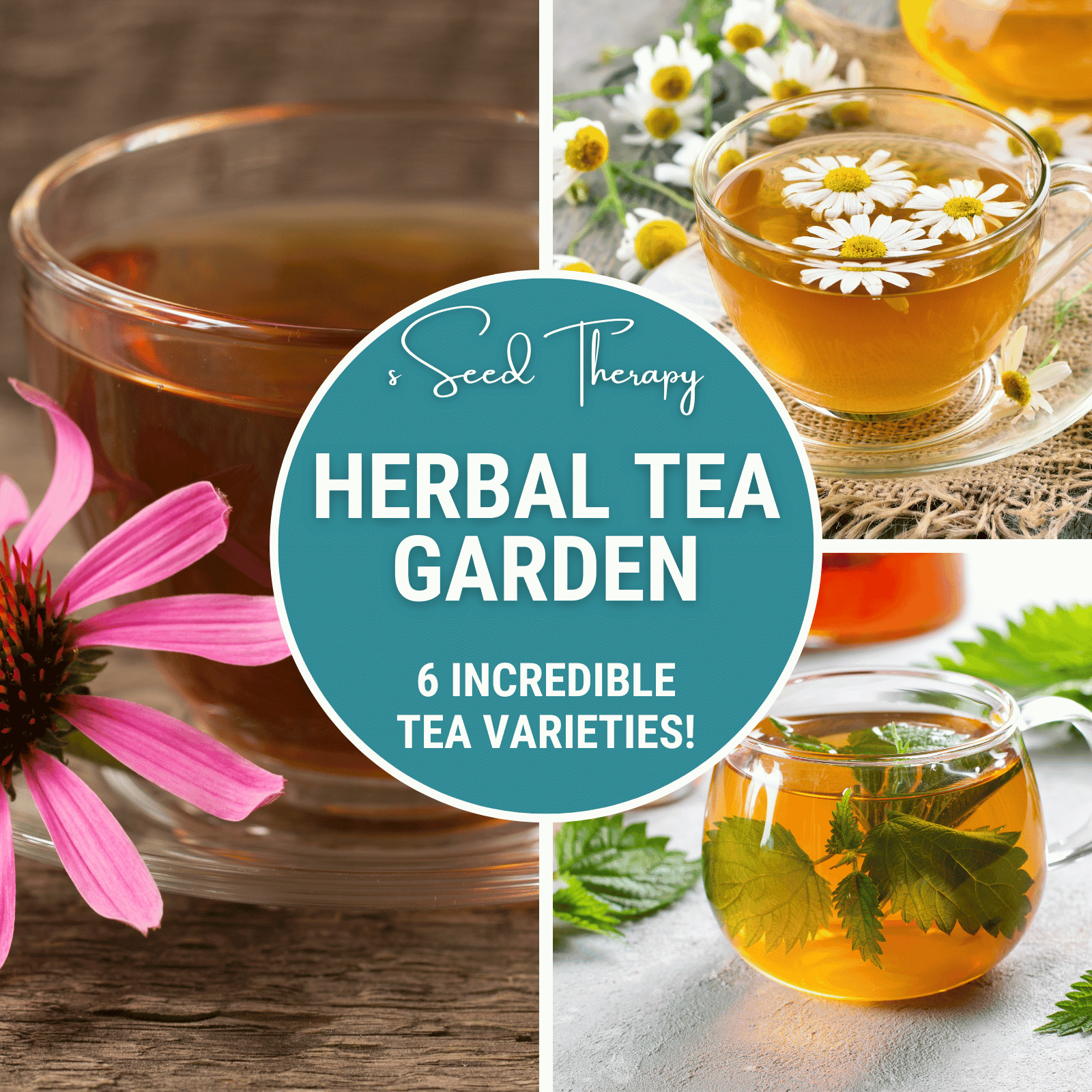 Herbal Tea Seed Collection – 6 Varieties