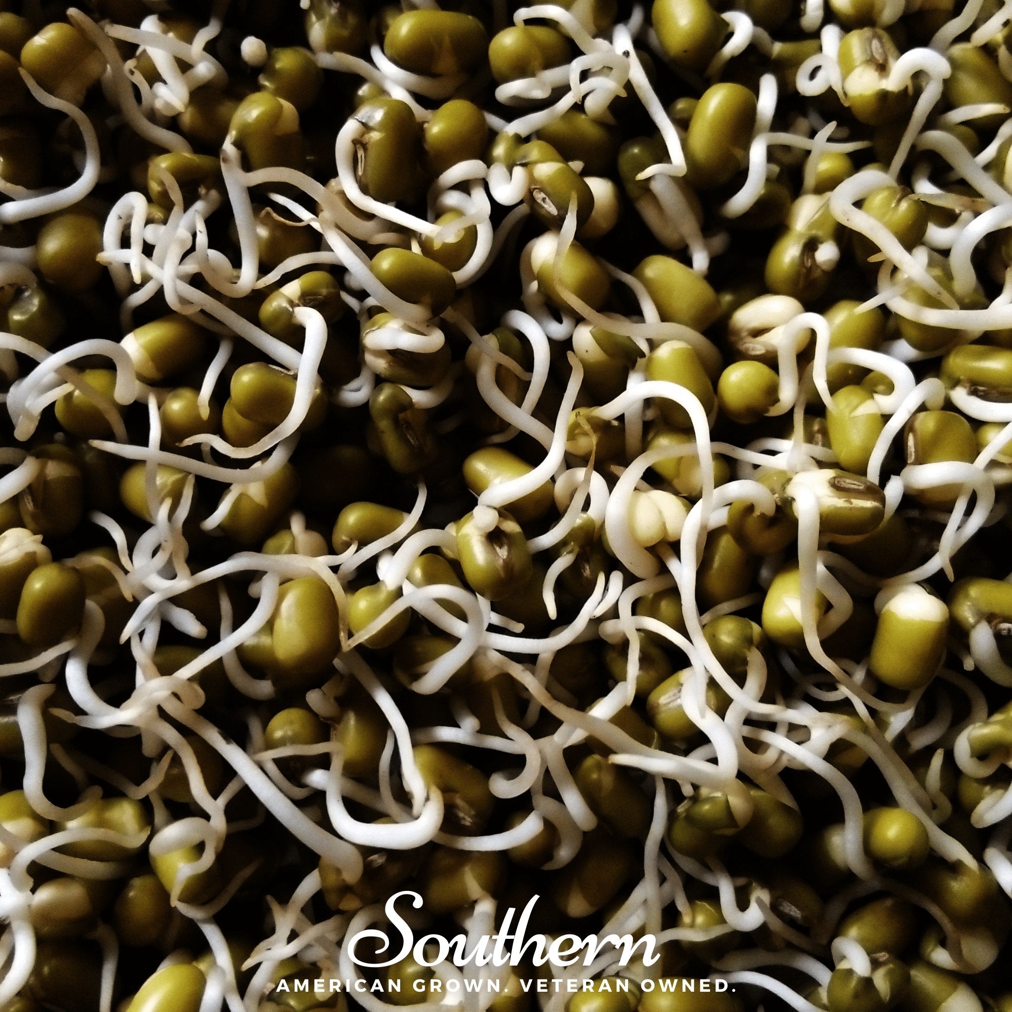 Mung Beans Sprout – 500 Seeds
