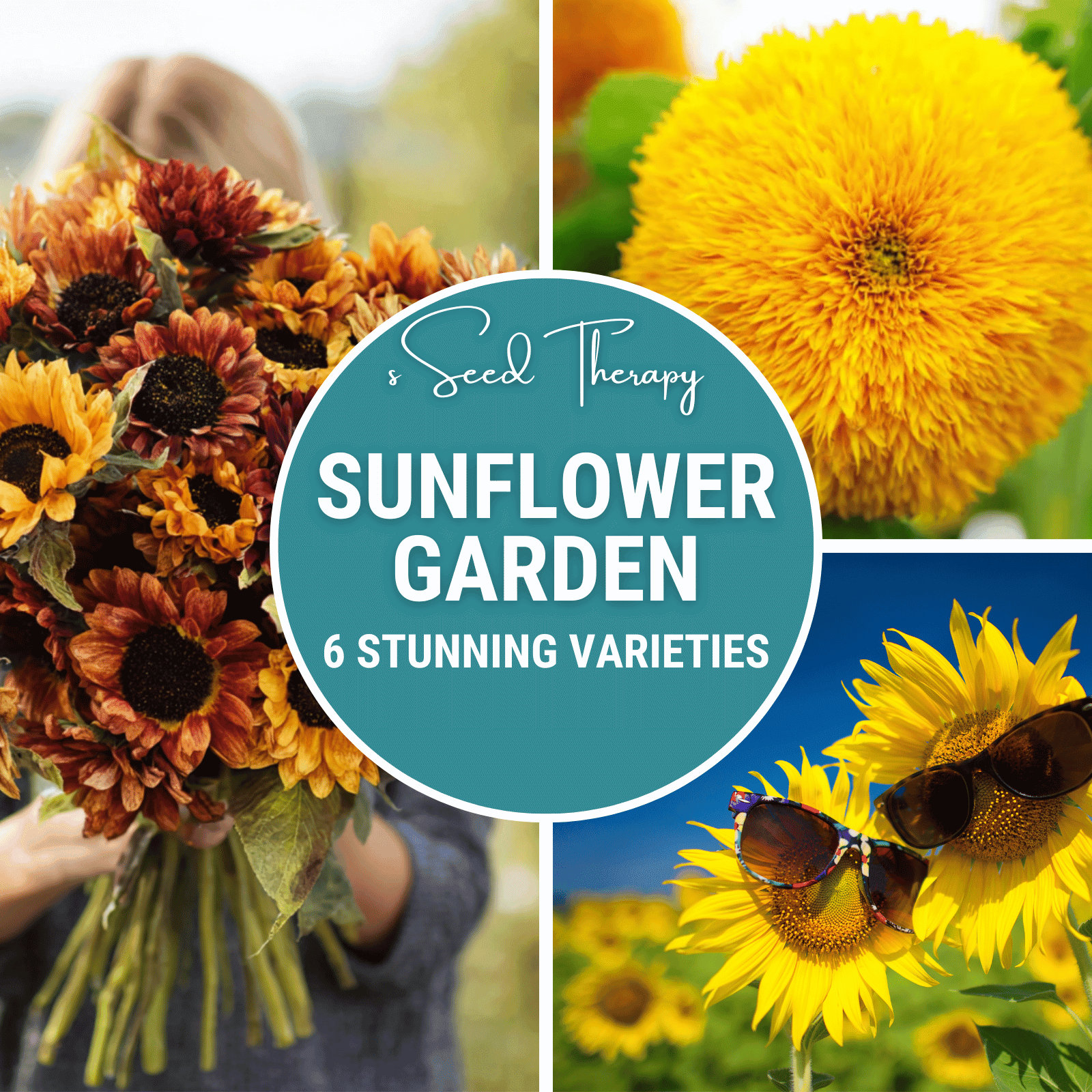 Sunflower Seed Collection – 6 Varieties